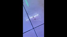 Disgusting Nepali restaurant is overrun with swarms of cockroaches