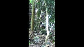 Rare leopard caught on camera in China's Yunnan