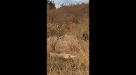 in the African savana during safari two lionesses sleeps peacefully