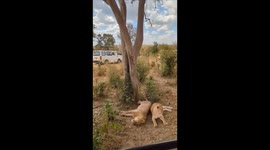 in the African savana during safari two lionesses sleeps peacefully