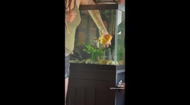 Gold Fish Sylvester receives crucial care for egg-bound struggles