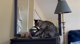 Cat DJ Performs With Fan