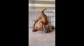 Yoga Dog Does a Difficult Stretch