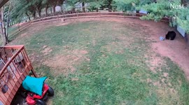 Near bear attack: mother bear with four cubs in Asheville backyard
