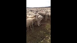One of These Sheep Is Not Like the Others