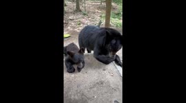 Bear Cub Is Fascinated By Shoe
