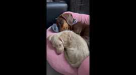 Best Friends Nap Together