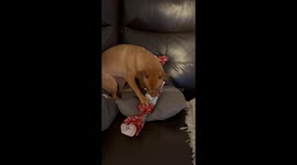 Cute dog opens her Christmas present by herself