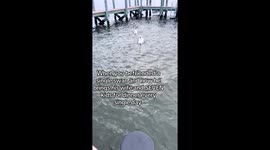 TikToker gains over 6 million views when family swan visits every single day