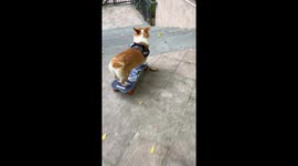 Skateboarding Corgi Goes Down Stairs
