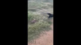 Small Dog Gets Yeeted By Zoomies
