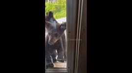 Bear Cubs Come To Visit Cabin Door