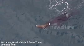 Brave sea lion tries to hide next to boat to avoid attack by orca pod