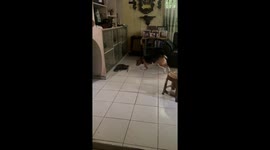 Beagle catches rat running riot through family's home