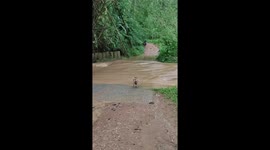 Dog swept away by swollen river emerges safely downstream