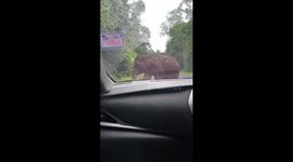 Baby elephant holds up traffic by scratching bottom on couple's car
