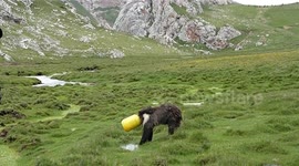 Police and herdsmen team up to rescue brown bear trapped in plastic bucket