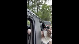 Dog bliss: driving down dirt roads