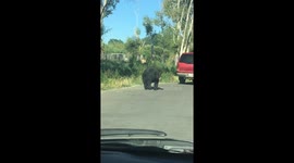 Close encounter: black bear approaches car in Yellowstone Park