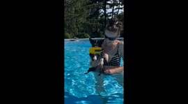 Dog 'swims' above water in hilarious pool antics