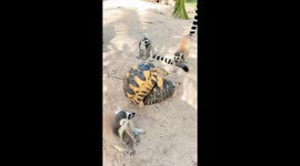Wildlife spectacle: turtles mate while lemurs look on