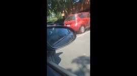 Wild Turkey chases car in Sacramento, CA
