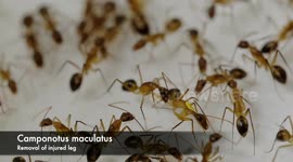 Germany: Astonishing Moment Ant Colony Amputates Severely Injured Ant's Leg To Save Its Life