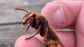 Cameraman revives exhausted Queen European Hornet with sugar