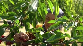 Tajikistan: Tajikistan's prized black cherries find favor in Chinese markets