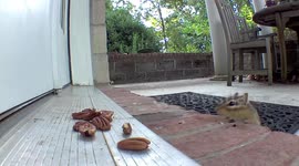 USA: Chipmunk Dundee Enjoys Double Pecan Breakfast Feast