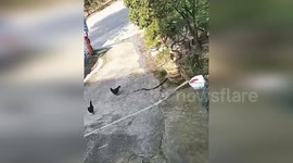 China: Cobra Scared by Chickens Enters House in China