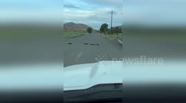 USA: Adorable Skunk Family's Road Crossing Delights Oregon Sheriff's Deputies