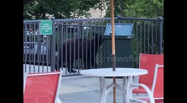 Visitors in awe as wild bear pays visit to hotel pool in Tennessee