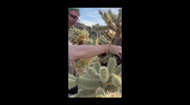 Man gets stabbed by painful cholla cactus while taking photos in the desert