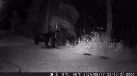 Spring and early summer bring many different visitors to our backyard. This night a mamma bear and her cub came by. Plus some regular visitors reacted to the scent of the bears.