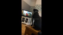 Dog emotionally howls watching 'Clifford the Big Red Dog' on TV