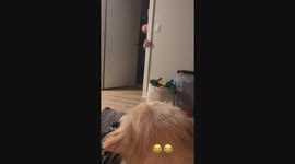 Mom, I have to save dad! - dad's cool prank to fool the dog into thinking he's in danger