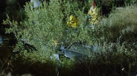 USA: 1 Airlifted After Crashing Over Side in Angeles National Forest