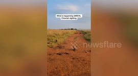 Wildlife photographer has rare encounter with cheetah and her five young cubs