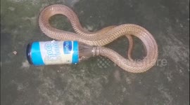 Deadly cobra preys on rat but gets stuck in milk bottle