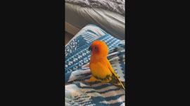 Pretty Parrot's Swaying Dance