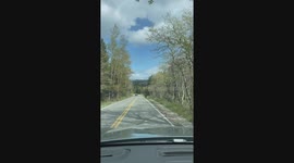 Bear Cubs Cross the Road at Glacier National Park
