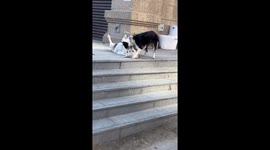 Hilarious moment border collie tricks labrador retreiver out of chicken leg