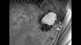 Tiny dog squares up to charging black bear while in own back garden