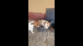 Dogs Multitask Water Resources