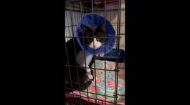 Cat Tries to Lick Bandages Through Cone