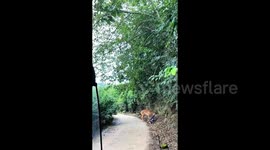 ICYMI: Escaped sika deer brutally attacked elderly man in southern China