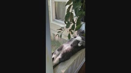 Cat Relaxes In Window Sill