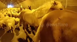 Sheep Herd Blocks Tunnel Traffic