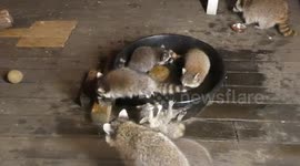 Baby Raccoons Play in Water Trough